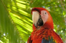 Puntarenas (Puerto Caldera) River Cruise & Scarlet Macaw Sanctuary cruise excursion